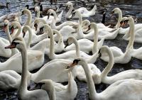 Swans�